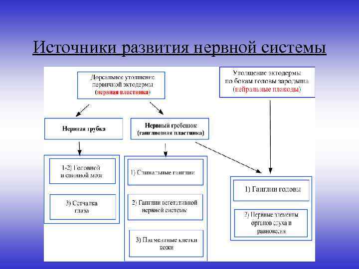 Источники развития нервной системы 