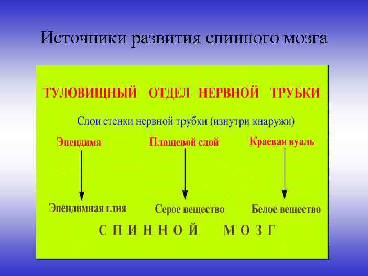 Источники развития спинного мозга 