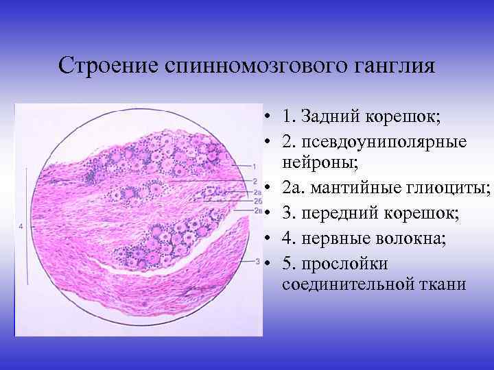 Спинальный ганглий гистология рисунок