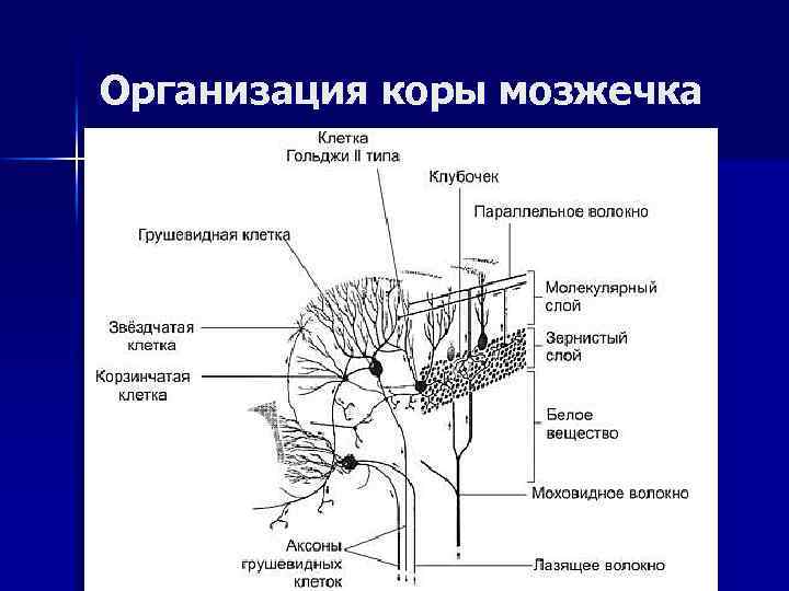 Рисунки по гистологии