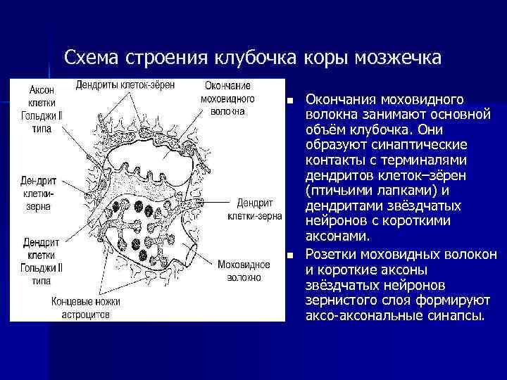 Схема строения клубочка зернистого слоя коры мозжечка