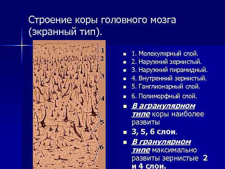 Строение коры головного мозга (экранный тип). n 1. Молекулярный слой. 2. Наружний зернистый. 3.