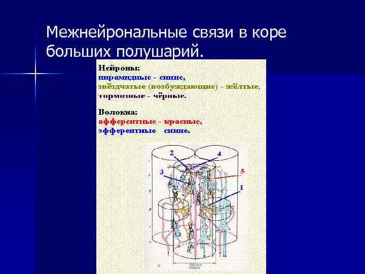 Межнейрональные связи в коре больших полушарий. 