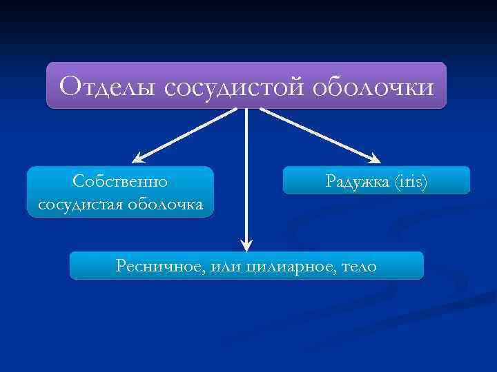 Отделы сосудистой оболочки Собственно сосудистая оболочка Радужка (iris) Ресничное, или цилиарное, тело 