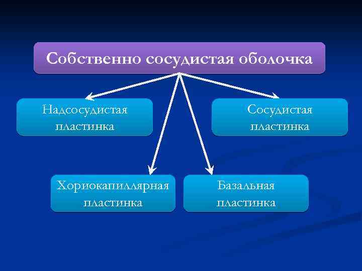 Собственно сосудистая оболочка Надсосудистая пластинка Хориокапиллярная пластинка Сосудистая пластинка Базальная пластинка 