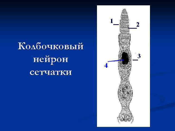 Колбочковый нейрон сетчатки 