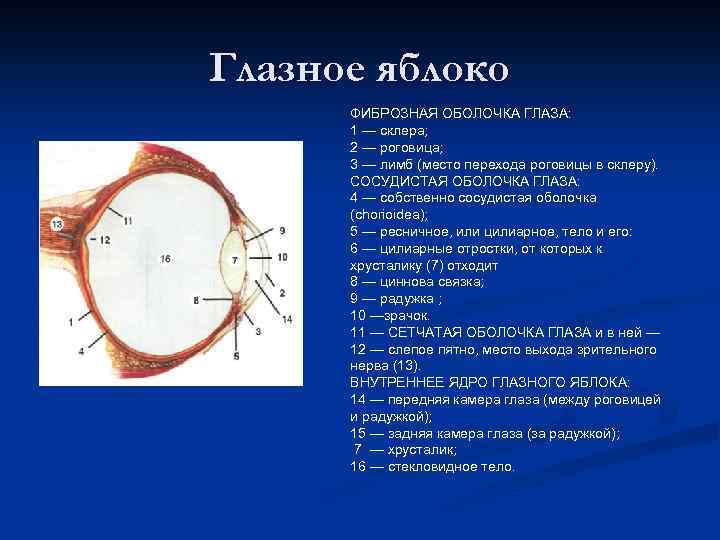 Глазное яблоко ФИБРОЗНАЯ ОБОЛОЧКА ГЛАЗА: 1 — склера; 2 — роговица; 3 — лимб