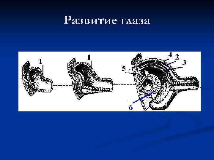 Развитие глаза 