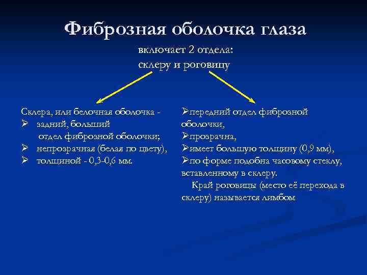 Фиброзная оболочка глаза включает 2 отдела: склеру и роговицу Склера, или белочная оболочка Ø