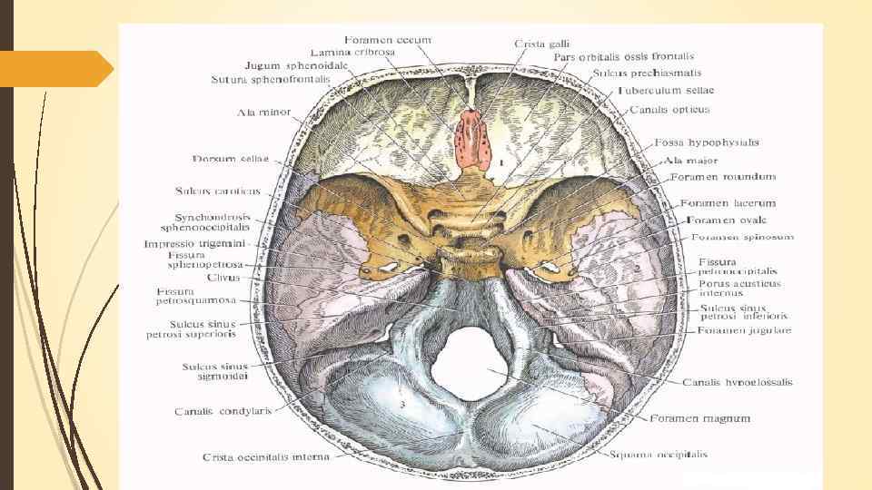 Основание черепа анатомия в картинках