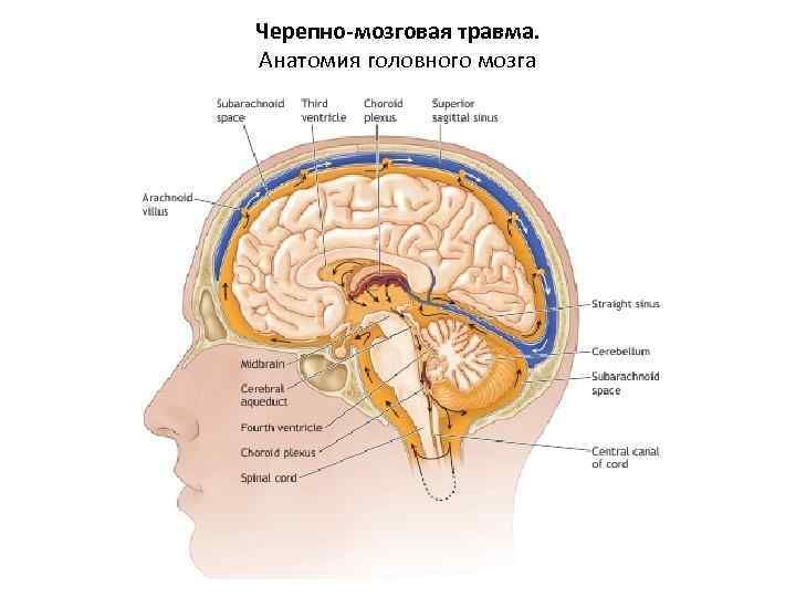 Черепно-мозговая травма. Анатомия головного мозга 