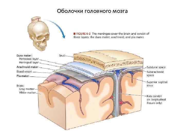 Оболочки головного мозга 