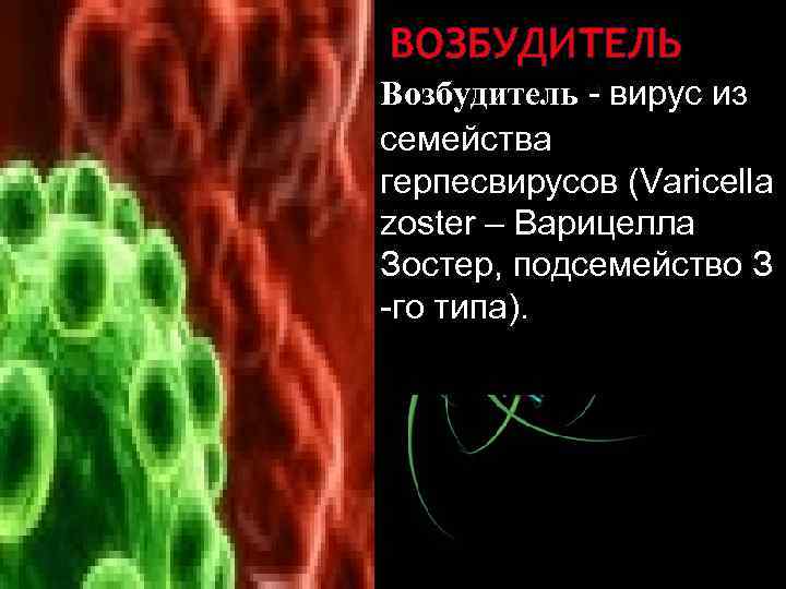 ВОЗБУДИТЕЛЬ Возбудитель - вирус из семейства герпесвирусов (Varicella zoster – Варицелла Зостер, подсемейство З