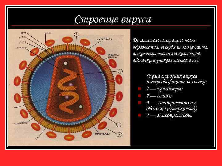 Строение вируса Другими словами, вирус после образования, выходя из лимфоцита, открывает часть его клеточной