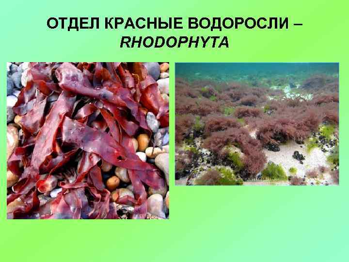 ОТДЕЛ КРАСНЫЕ ВОДОРОСЛИ – RHODOPHYTA 