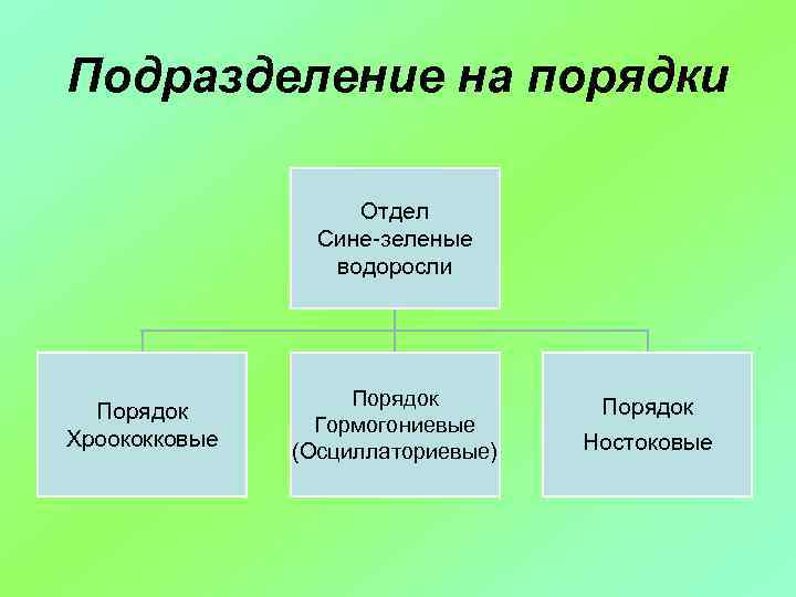 Подразделение на порядки Отдел Сине-зеленые водоросли Порядок Хроококковые Порядок Гормогониевые (Осциллаториевые) Порядок Ностоковые 