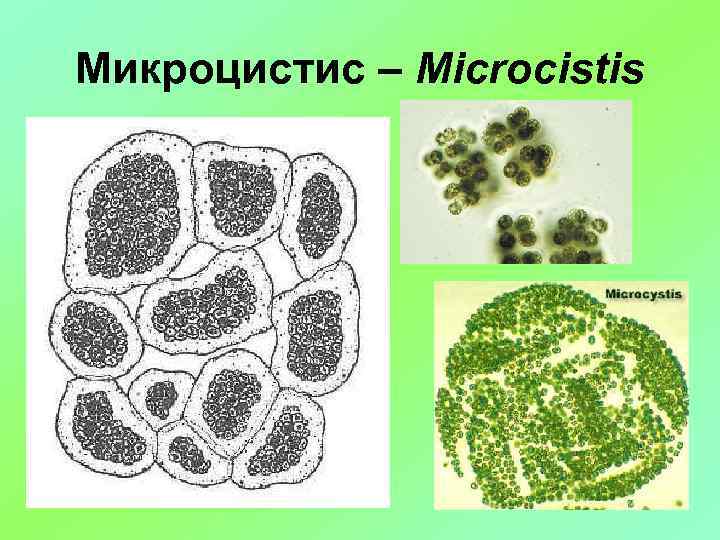 Микроцистис – Microcistis 