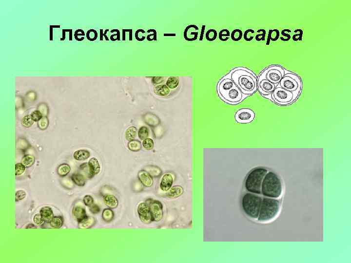 Глеокапса – Gloeocapsa 