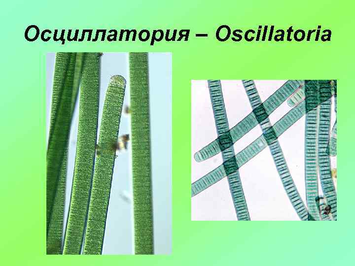 Осциллатория – Oscillatoria 