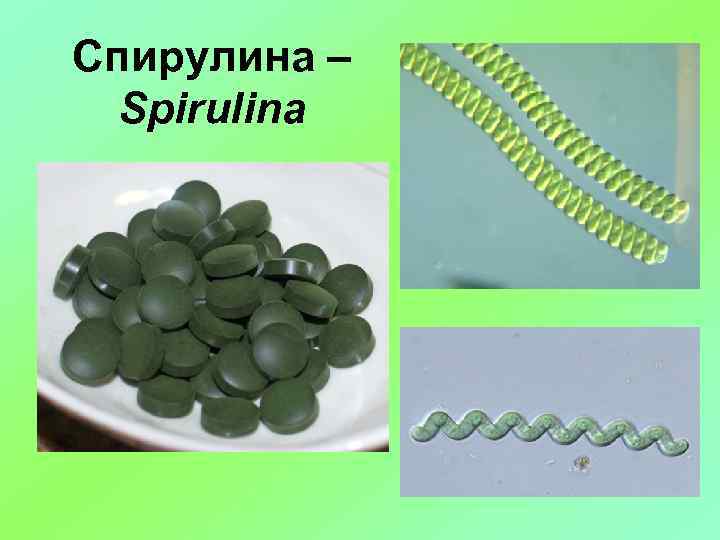 Спирулина – Spirulina 