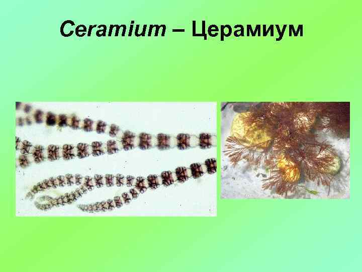 Ceramium – Церамиум 