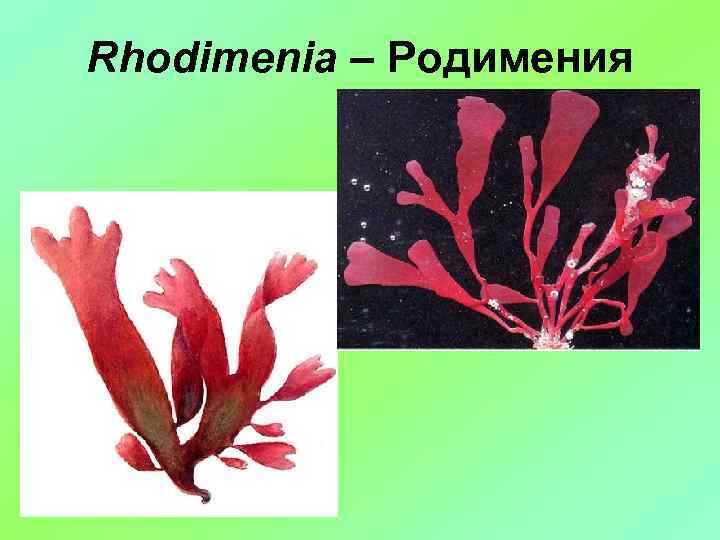 Rhodimenia – Родимения 