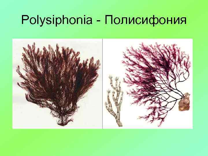 Polysiphonia - Полисифония 