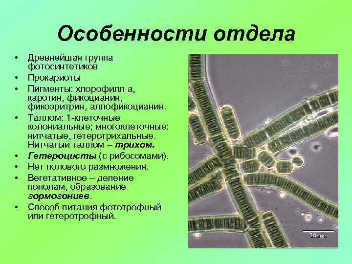 Хлорофиллы цианобактерий. Гетероцитный таллом. ГОМОЦИТНЫЙ таллом цианобактерии. Пигменты цианобактерий хлорофилл. Нитчатый таллом.