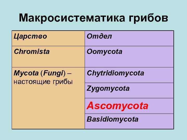 Макросистематика грибов Царство Отдел Chromista Oomycota Mycota (Fungi) – настоящие грибы Chytridiomycota Zygomycota Ascomycota