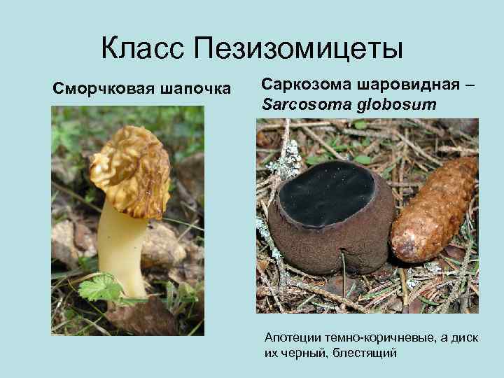 Класс Пезизомицеты Сморчковая шапочка Саркозома шаровидная – Sarcosoma globosum Апотеции темно-коричневые, а диск их