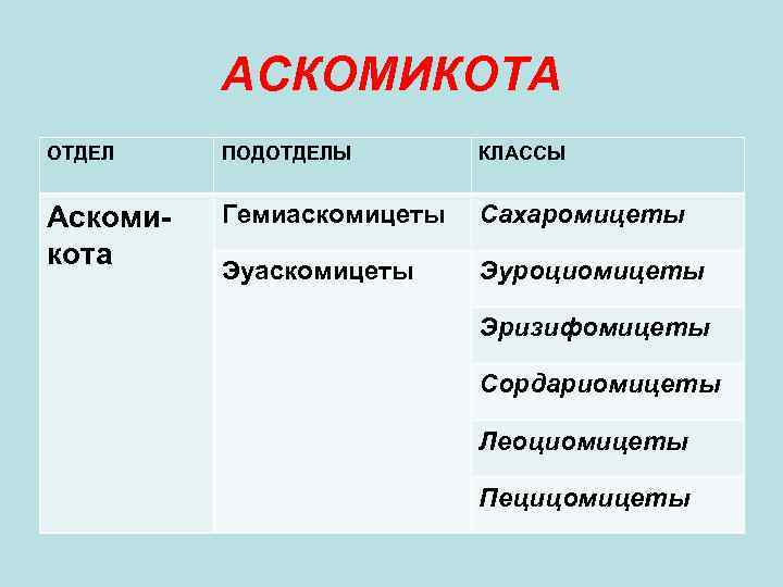 АСКОМИКОТА ОТДЕЛ ПОДОТДЕЛЫ КЛАССЫ Аскомикота Гемиаскомицеты Сахаромицеты Эуаскомицеты Эуроциомицеты Эризифомицеты Сордариомицеты Леоциомицеты Пецицомицеты 