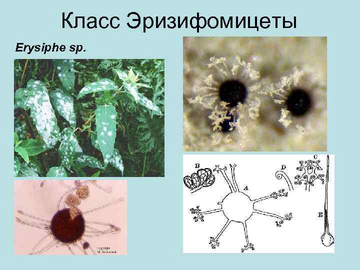 Класс Эризифомицеты Erysiphe sp. 
