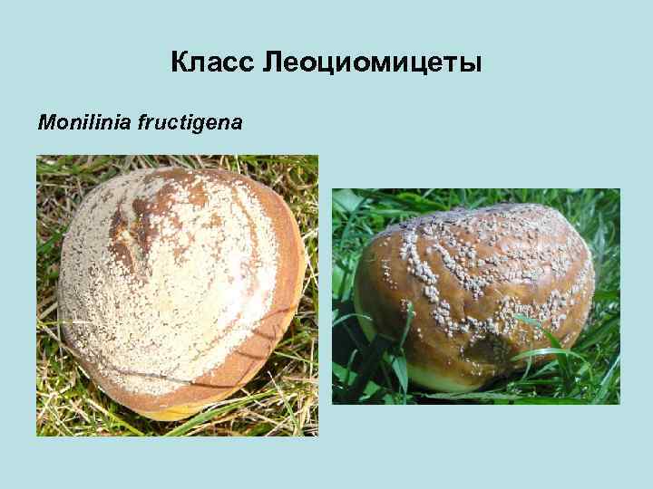 Класс Леоциомицеты Monilinia fructigena 