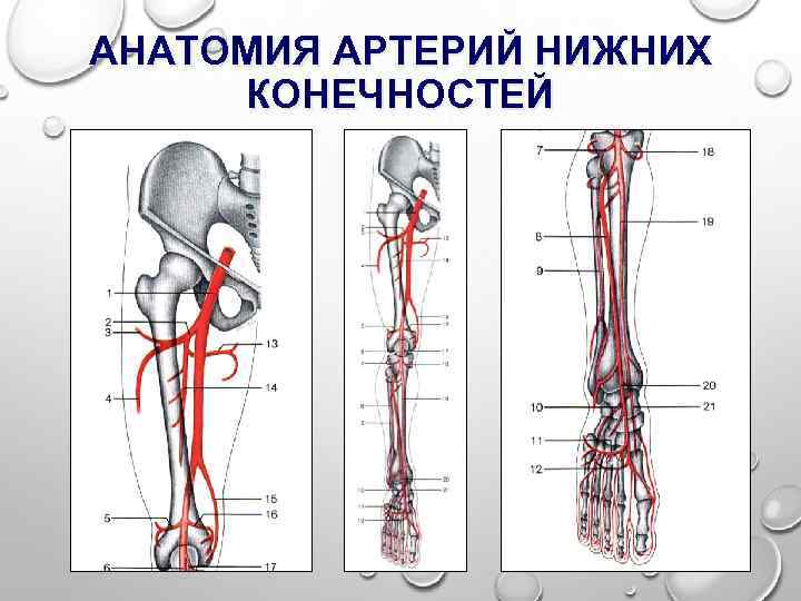 АНАТОМИЯ АРТЕРИЙ НИЖНИХ КОНЕЧНОСТЕЙ 