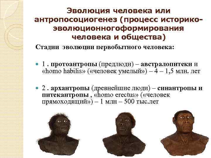Эволюция человека или антропосоциогенез (процесс историкоэволюционногоформирования человека и общества) Стадии эволюции первобытного человека: 1.