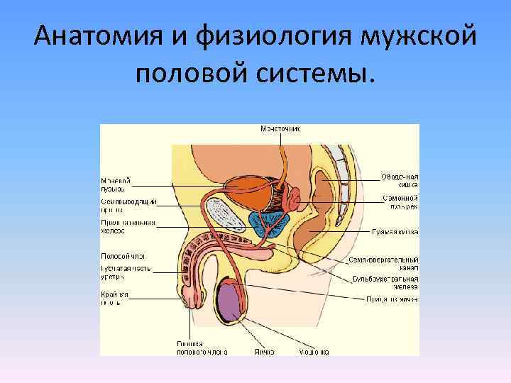 Анатомия и физиология мужской половой системы. 