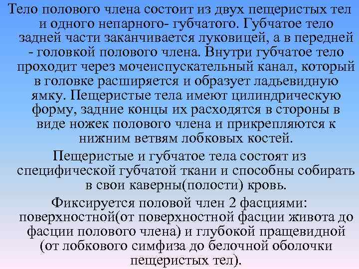 Тело полового члена состоит из двух пещеристых тел и одного непарного- губчатого. Губчатое тело