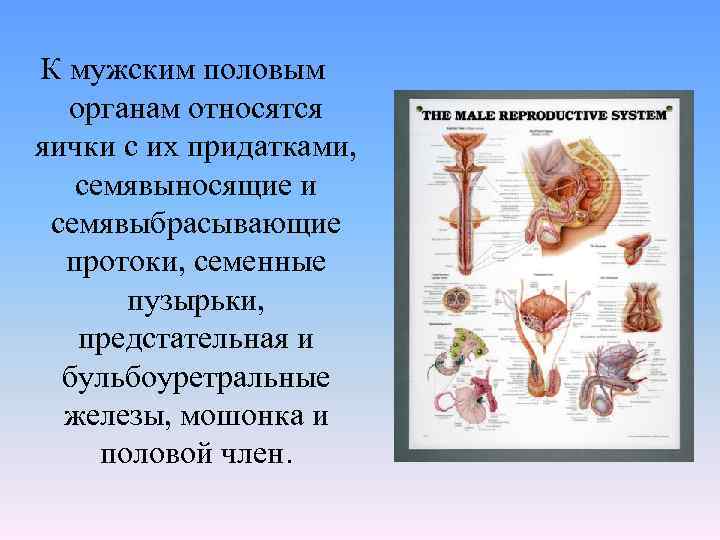 Анатомия мужского органа