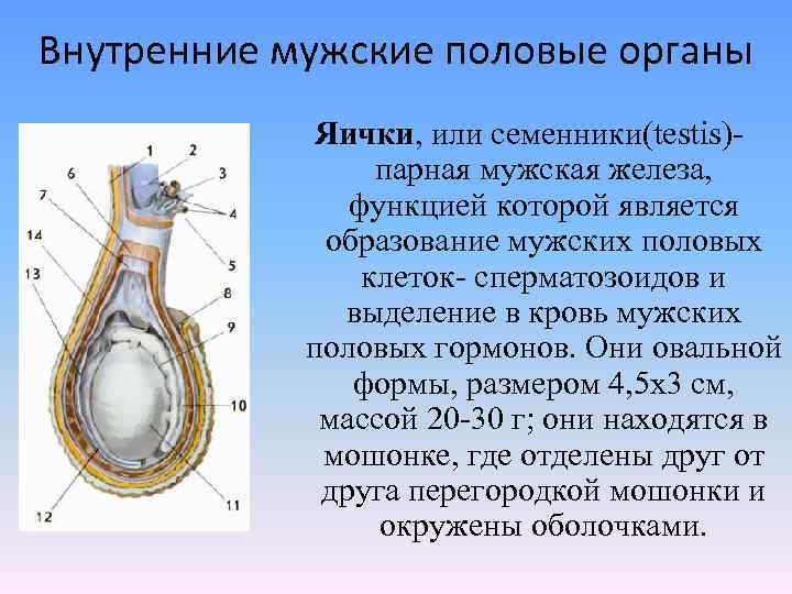 Строение члена. Мужская половая система анатомия строение яичек. Строение и функции мужских половых органов (наружных и внутренних). Наружное строение яичка. Строение яичка у мужчин.