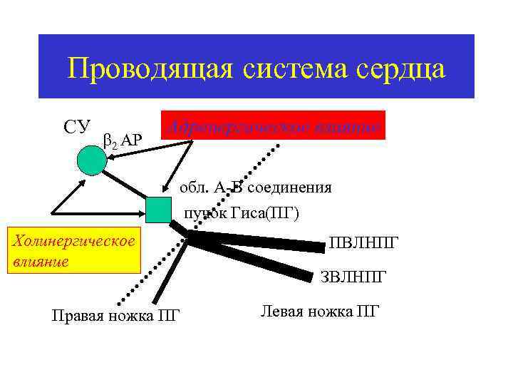 Проводящая система сердца СУ 2 АР Адренергическое влияние обл. А-В соединения пучок Гиса(ПГ) Холинергическое
