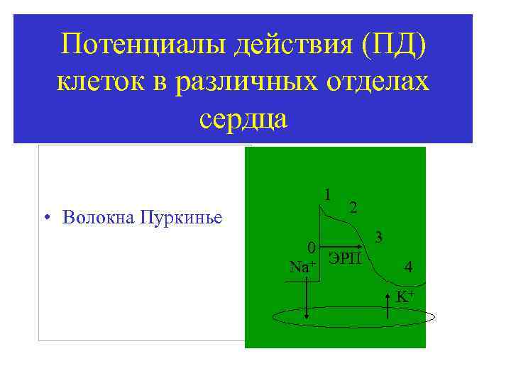 Потенциалы действия (ПД) клеток в различных отделах сердца 1 • Волокна Пуркинье 2 0