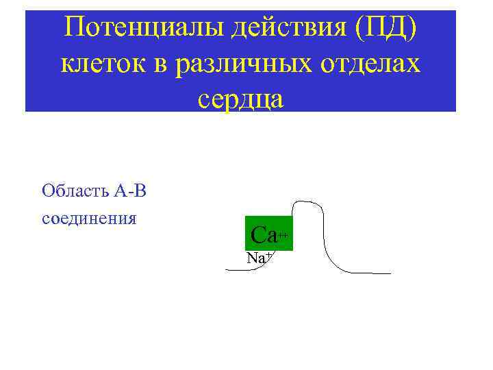 Потенциалы действия (ПД) клеток в различных отделах сердца Область А-В соединения Са Na+ ++