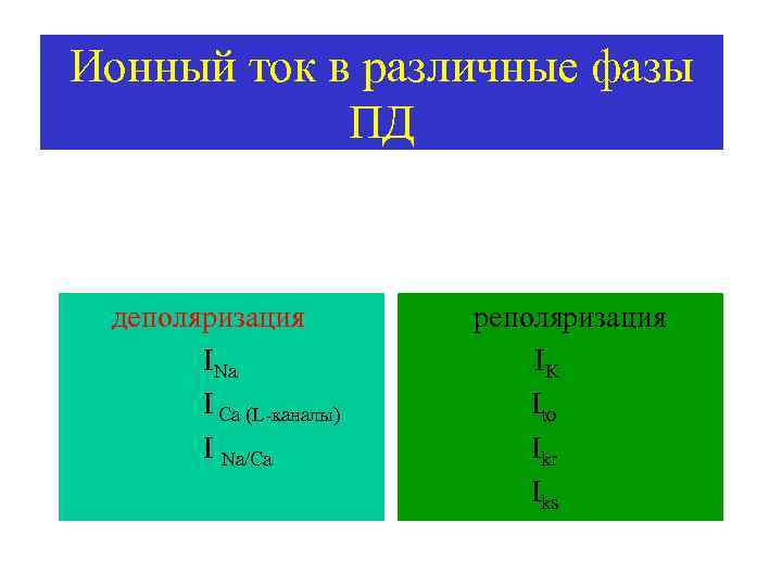Ионный ток в различные фазы ПД деполяризация INa I Ca (L-каналы) I Na/Ca реполяризация