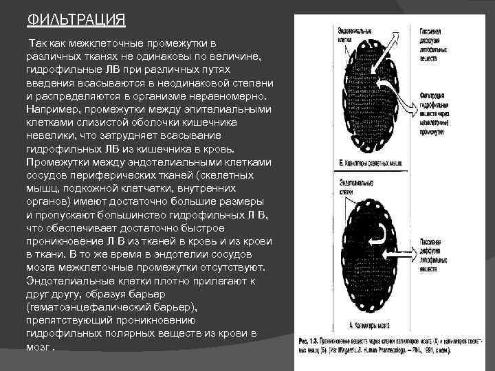 ФИЛЬТРАЦИЯ Так как межклеточные промежутки в различных тканях не одинаковы по величине, гидрофильные ЛВ