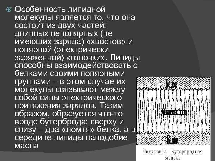  Особенность липидной молекулы является то, что она состоит из двух частей: длинных неполярных