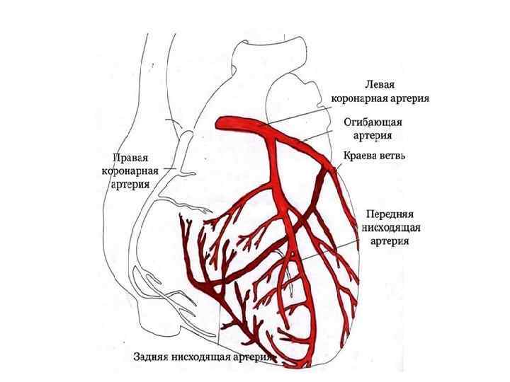 Кровоснабжение сердца анатомия схема