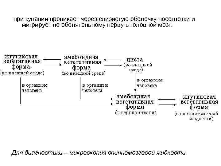 при купании проникает через слизистую оболочку носоглотки и мигрирует по обонятельному нерву в головной