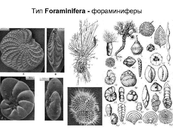 Фораминиферы относятся. Фораминиферы окаменелости. Фораминиферы систематическая группа. Раковина фораминиферы строение. Фораминиферы ископаемые.