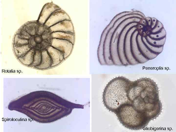 Rotalia sp. Peneroplis sp. Spiroloculina sp. Gliobigerina sp. 