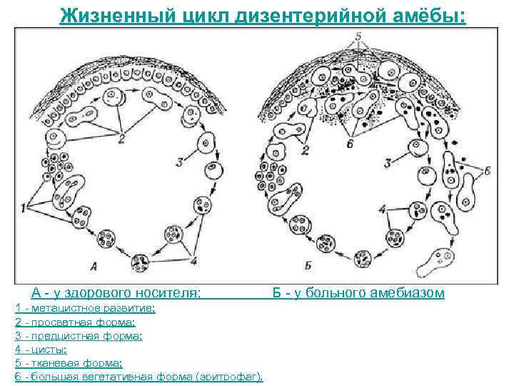 Жизненный цикл дизентерийной амёбы: А - у здорового носителя; 1 - метацистное развитие; 2